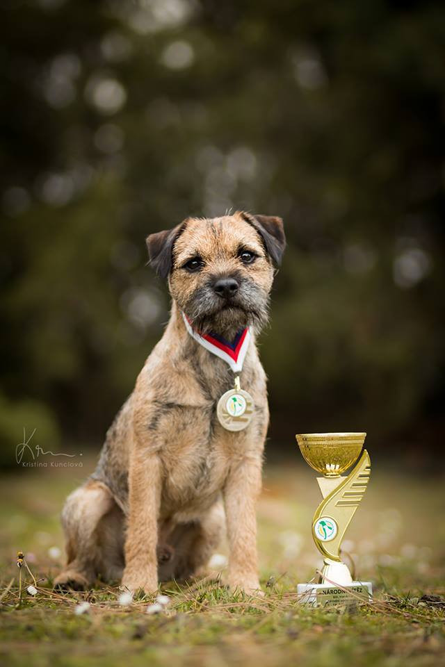 Rony Korym Bohemia - Stud Dog